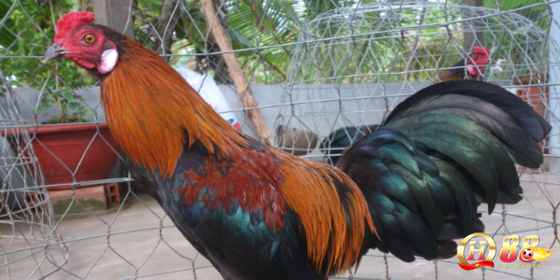 Ý nghĩa phong thủy của màu lông gà